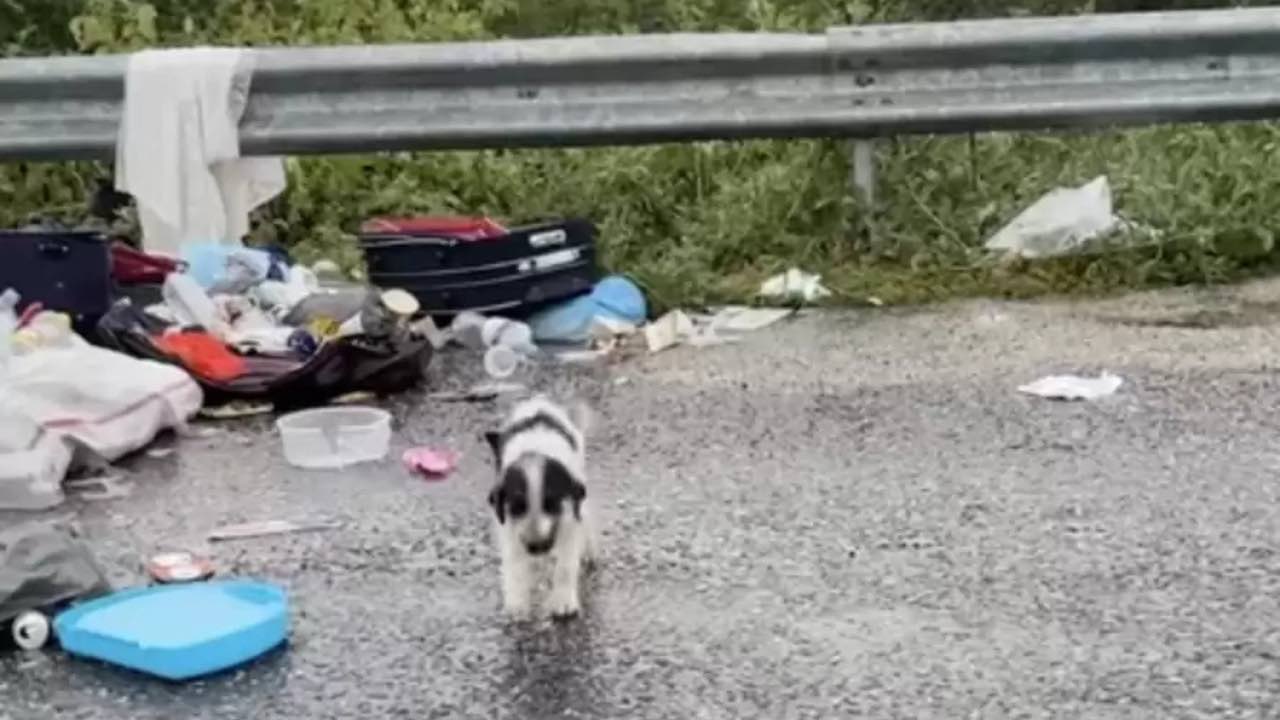 Cucciolo randagio cerca cibo tra i rifiuti sotto la pioggia