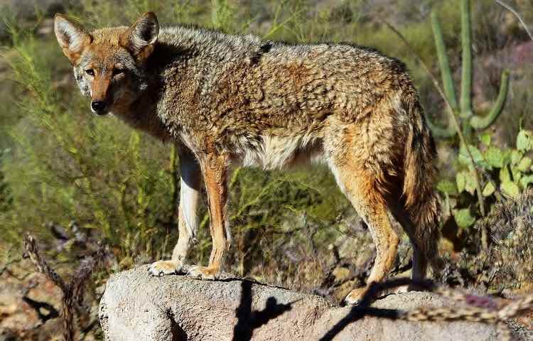 Due attacchi distinti di coyote in un solo giorno nel Massachusetts