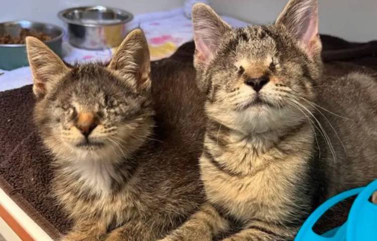 Due gattini senza occhi hanno trovato famiglia