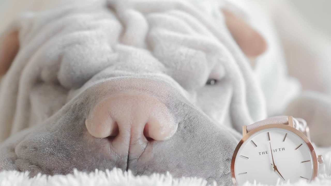 I cani quanto tempo passano a dormire?