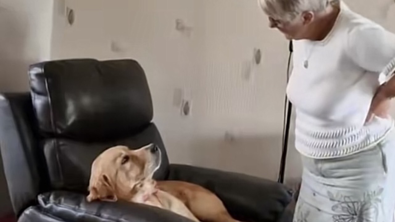 Il divertente video virale del Golden Retriever si rifiuta di scendere dal divano