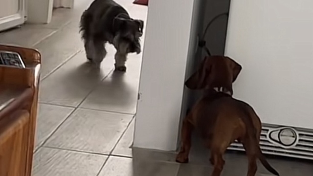 Il tenerissimo video virale dei cani che giocano insieme a nascondino