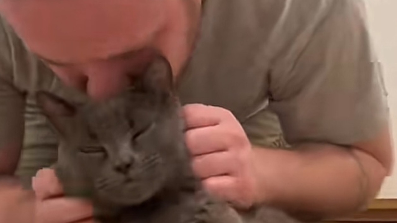 Il video virale di questo gatto diabetico che aspetta pazientemente le medicine