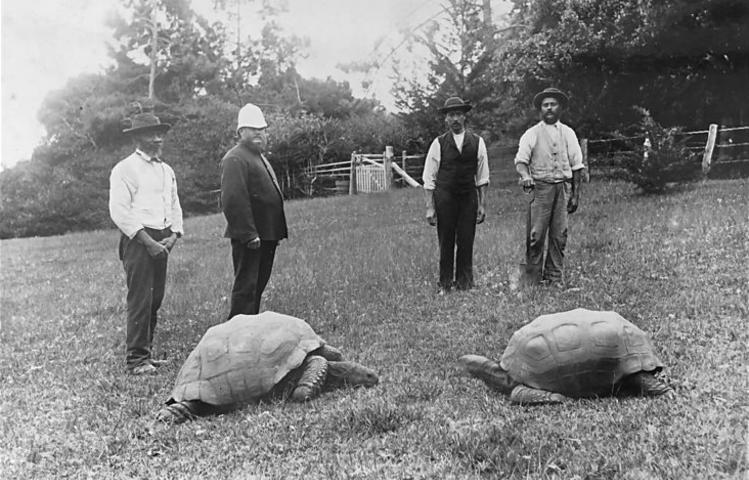 Jonathan a sinistra con un'altra tartaruga gigante nel 1886
