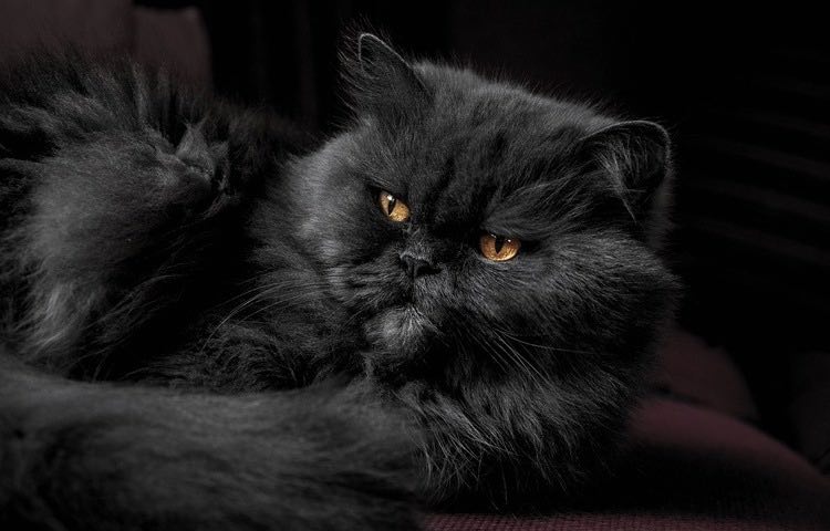 Le superstizioni sui gatti di colore nero