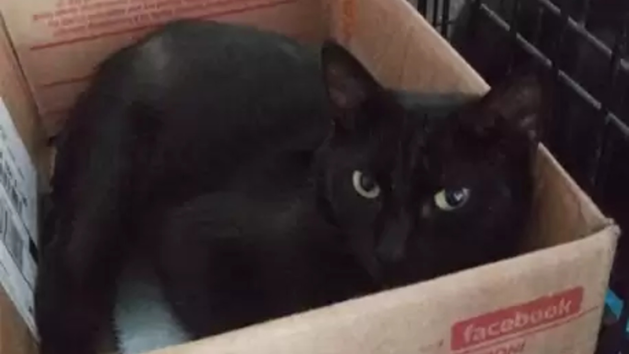 Nessuno li vuole adottare i gatti neri rifugio escogita un piano per trovargli famiglia