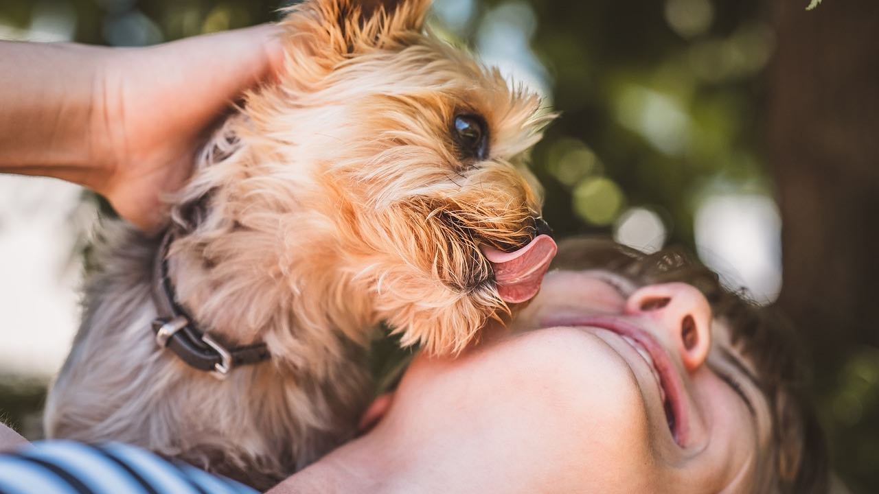 Perché il tuo cane ti lecca la faccia?
