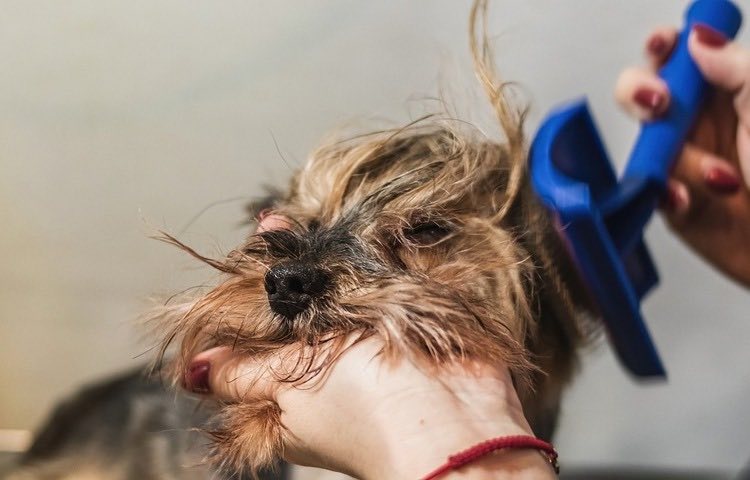 Scopri alcuni consigli su come curare il pelo del tuo cane