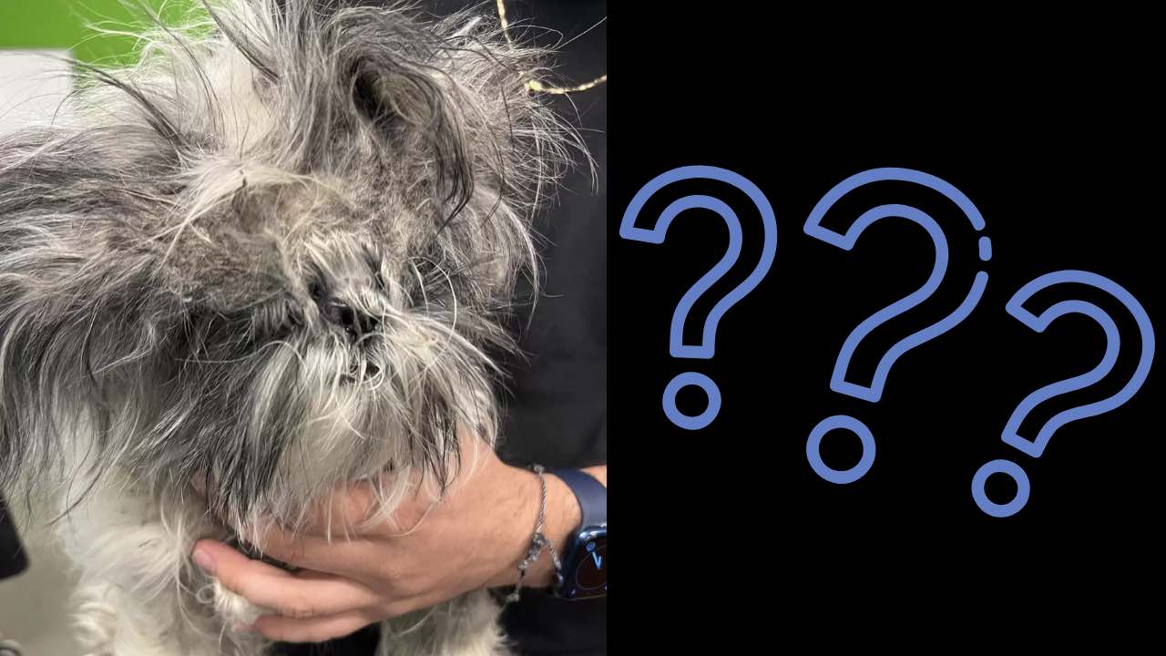 Scopriamo la faccia di questa cagnolina randagia dopo il taglio del pelo che la ricopriva!