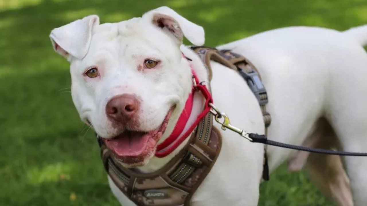 Un cane sordo è stato adottato da una famiglia per il figlio che porta gli apparecchi acustici