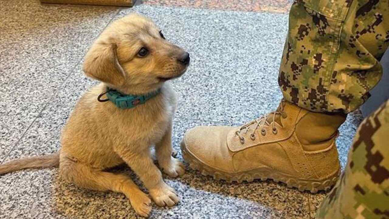 Un cucciolo randagio arriva in una base navale e trova famiglia