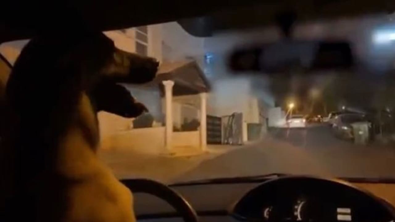 cane guida auto