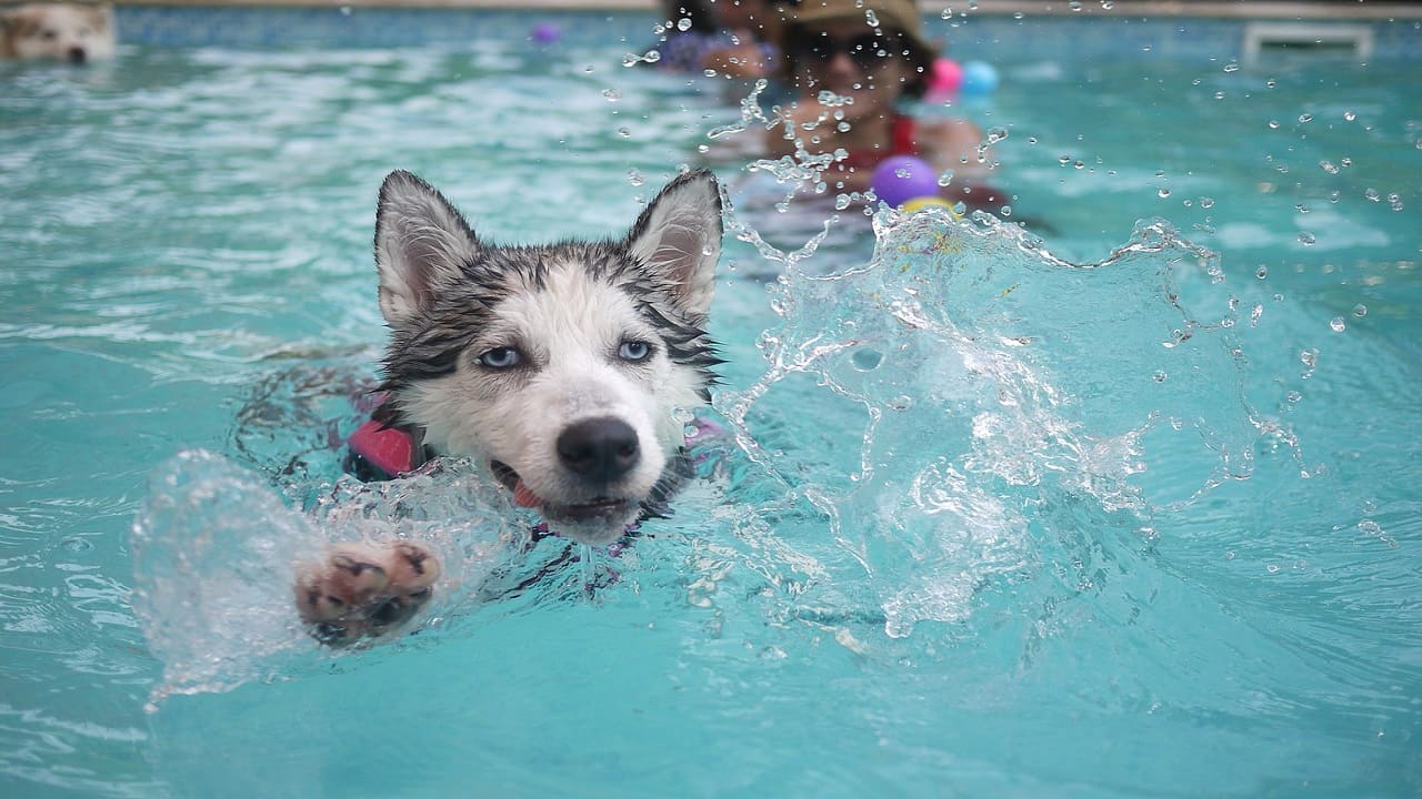 piscina cani