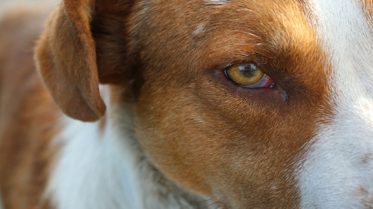 occhi rossi nei cani