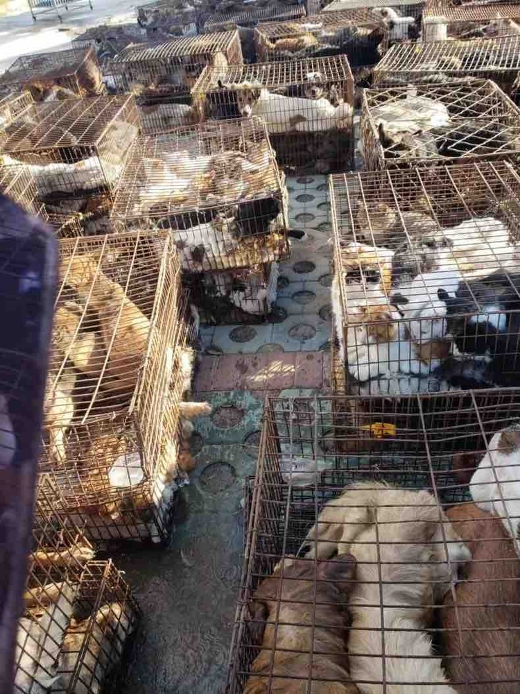 370 animali morti sul camion della morte diretto a Yulin