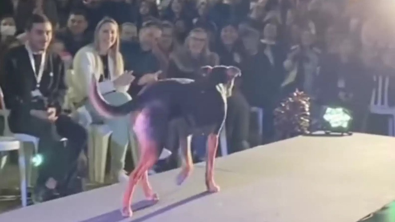 Cane “sfila” sulla passerella durante un concorso di bellezza
