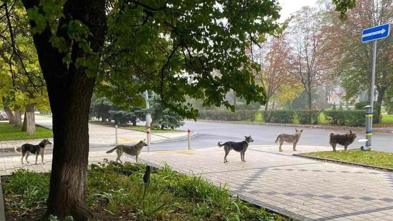 Cani ucraini in fila indiana