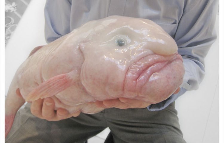 Caratteristiche del Pesce Blob