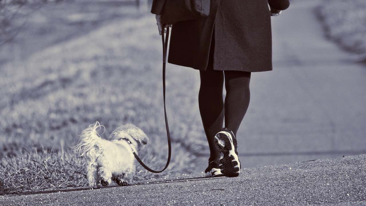 Come insegnare al cane a camminare al tuo fianco?