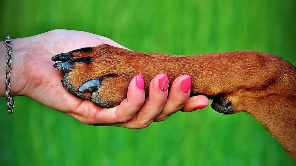 Come insegnare al mio cane a dare la zampa? news.cani.it