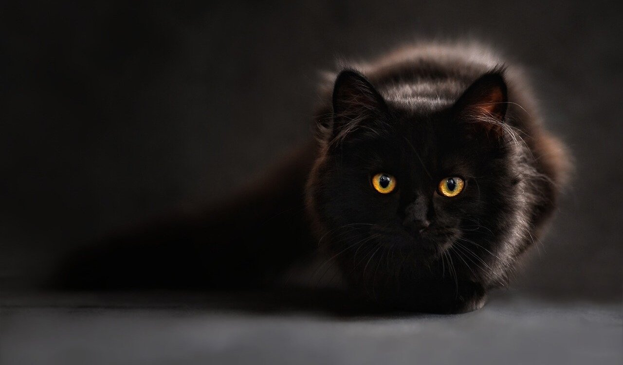 I gatti preferiscono l'oscurità?