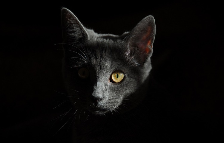I gatti vedono al buio o è solo un mito?