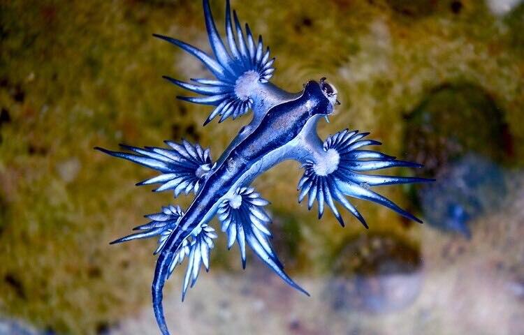 Il mollusco Drago Blu
