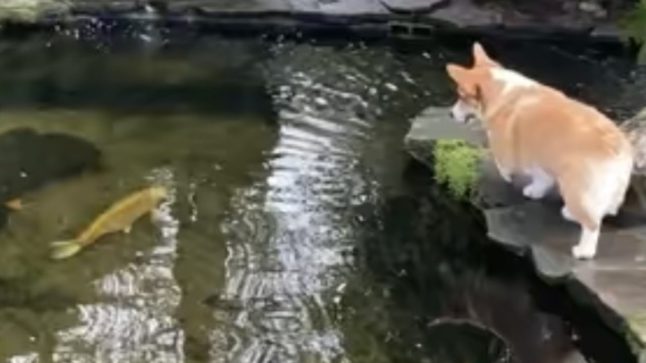 Il dolcissimo video che mostra l'amicizia di un Corgi con un pesce
