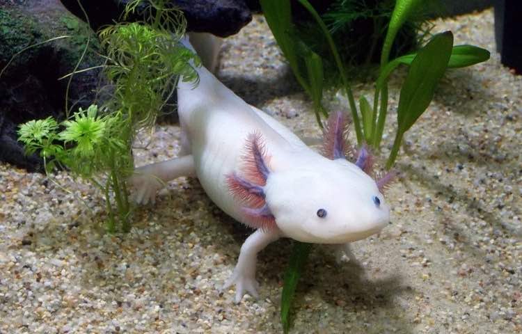 Le caratteristiche dell’axolotl