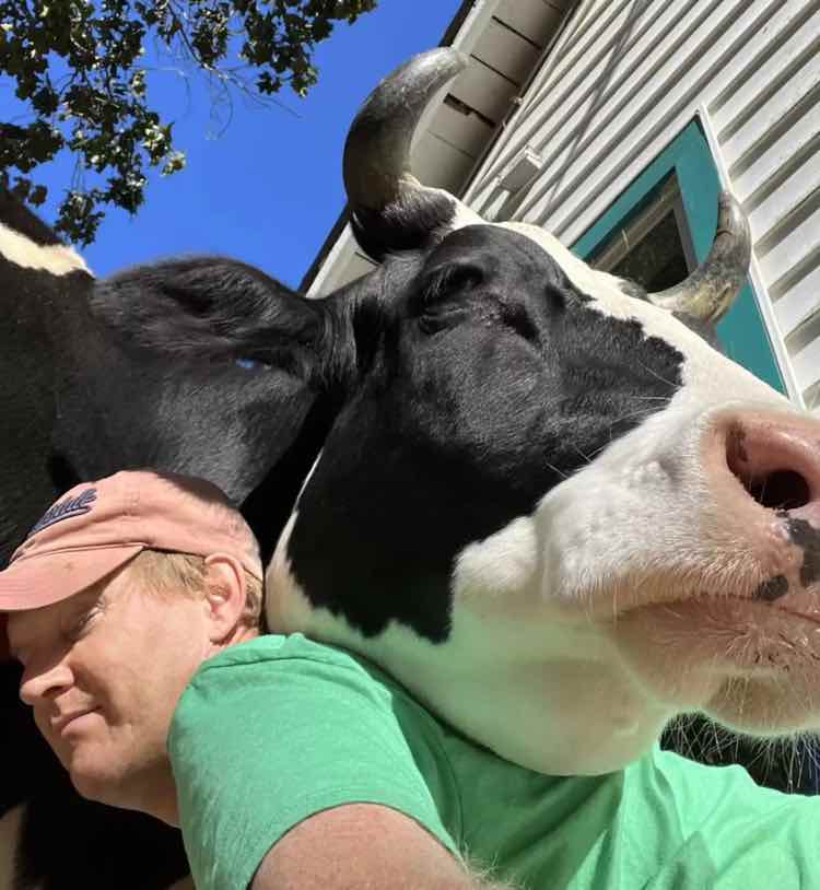 Questa mucca vuole entrare in casa ogni giorno, ma perché?