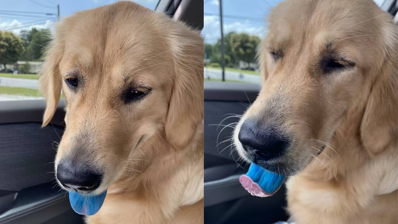 Ritorna in macchina e scopre che la lingua del suo cane è blu!