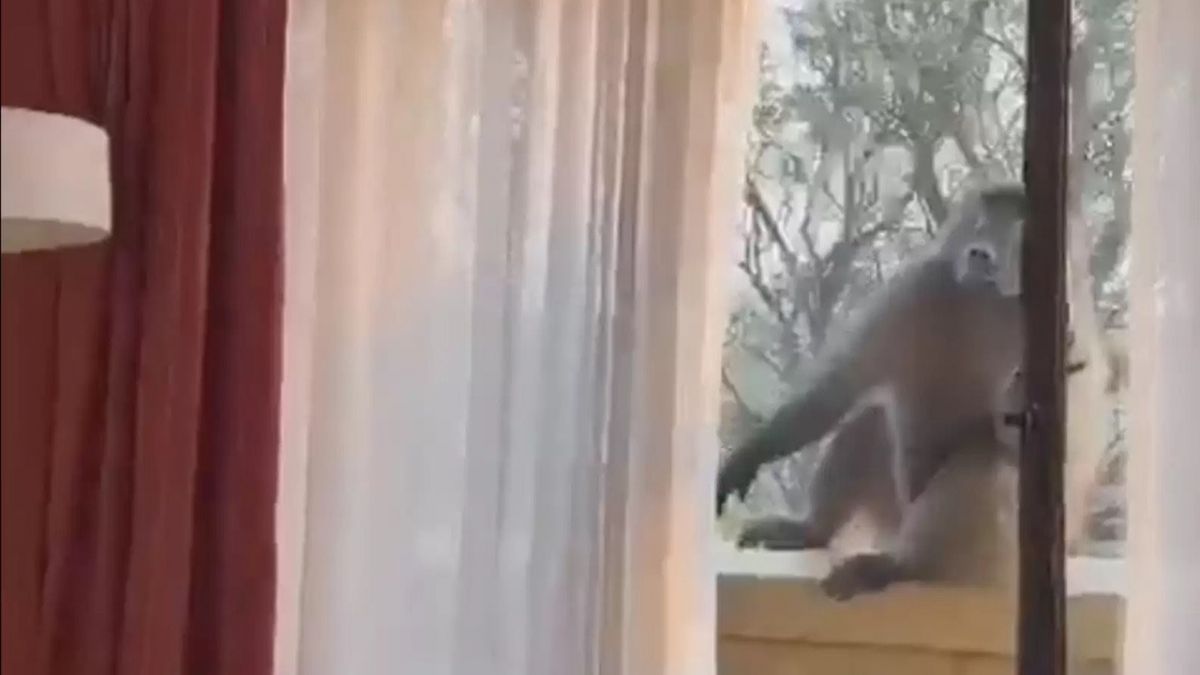 Svegliarsi e trovare un babbuino nella stanza: ecco cosa è successo a queste donne [VIDEO]