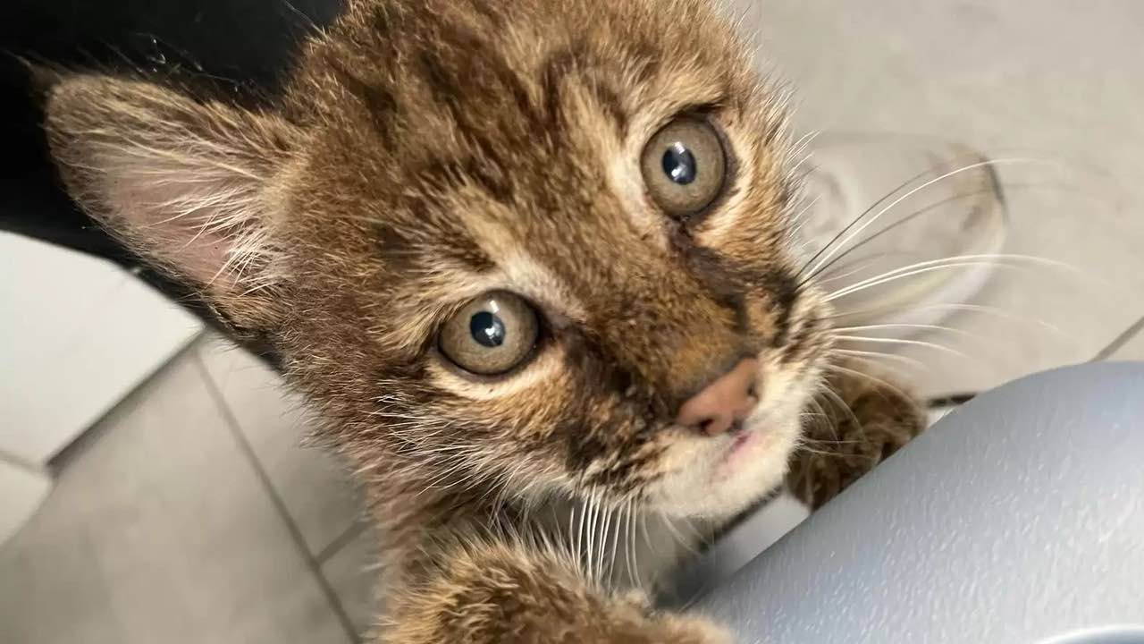 Una mamma gatta interviene per allevare un cucciolo di Bobcat orfano