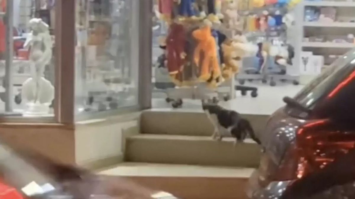Uomo riprende un gatto mentre compie una serie di furti…