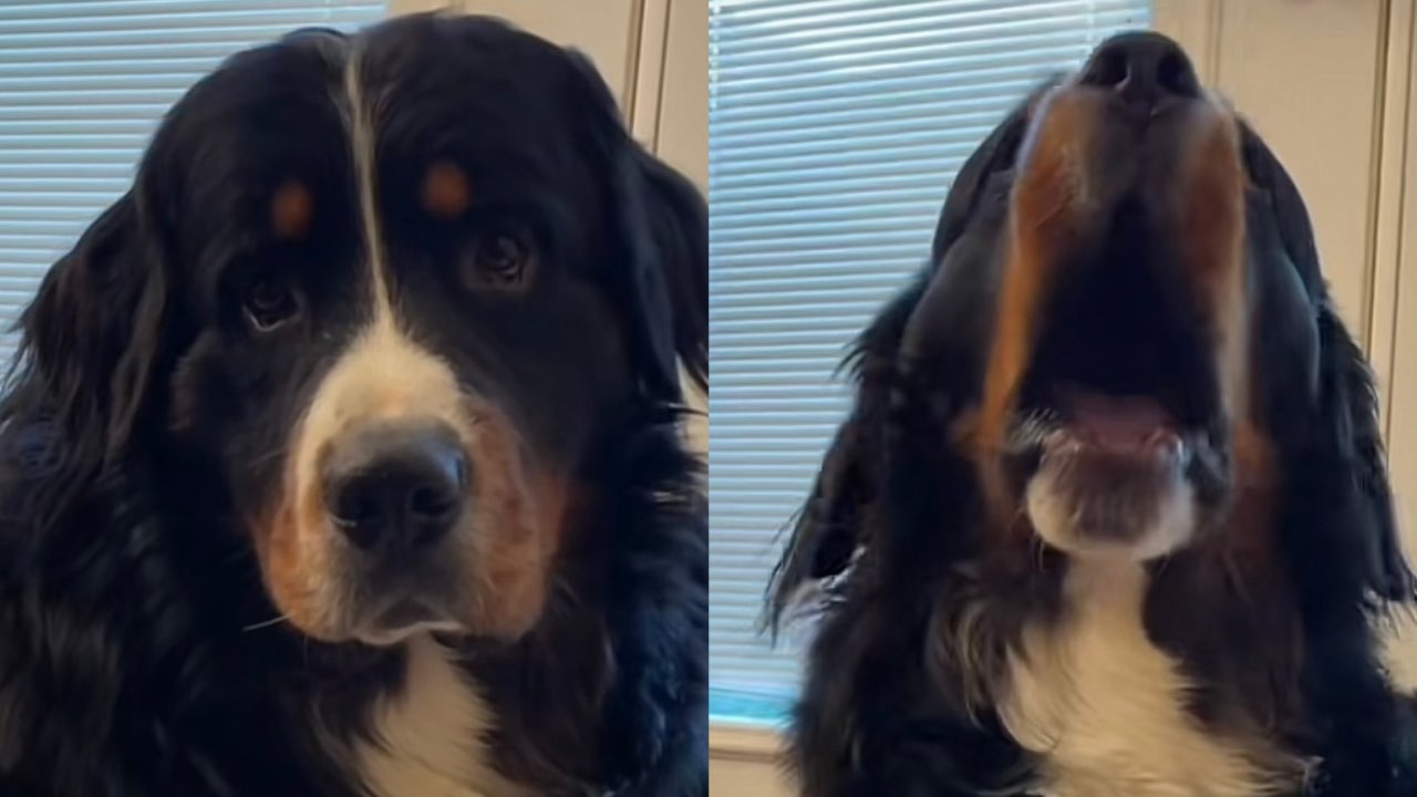 Video virale di un simpatico cane che dice buongiorno ogni mattina
