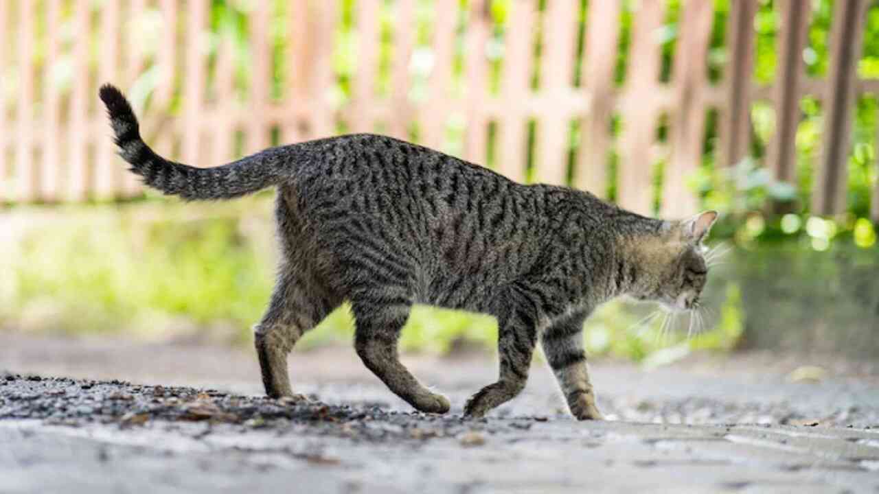 gatto cammina male