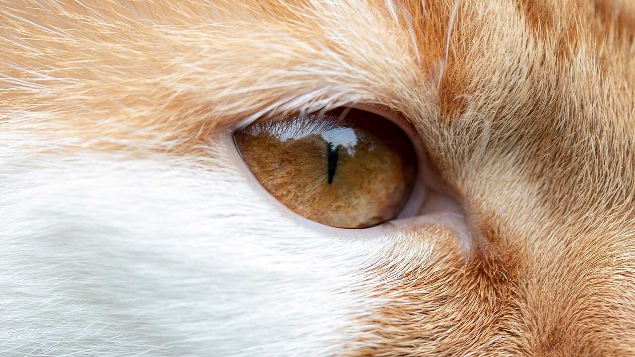 gatto strizza occhi