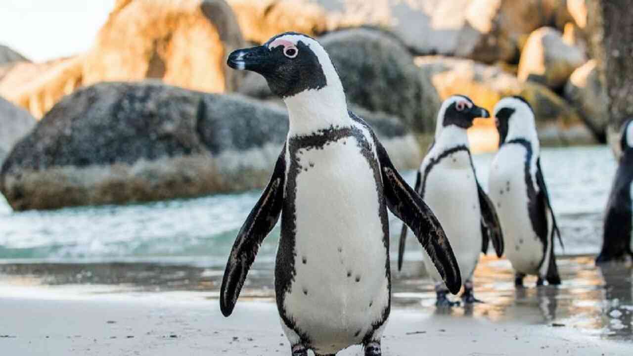 pinguino africano
