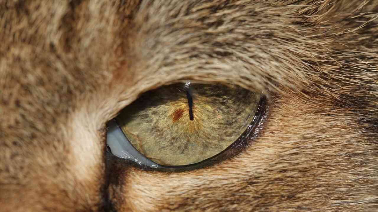 pupille verticali