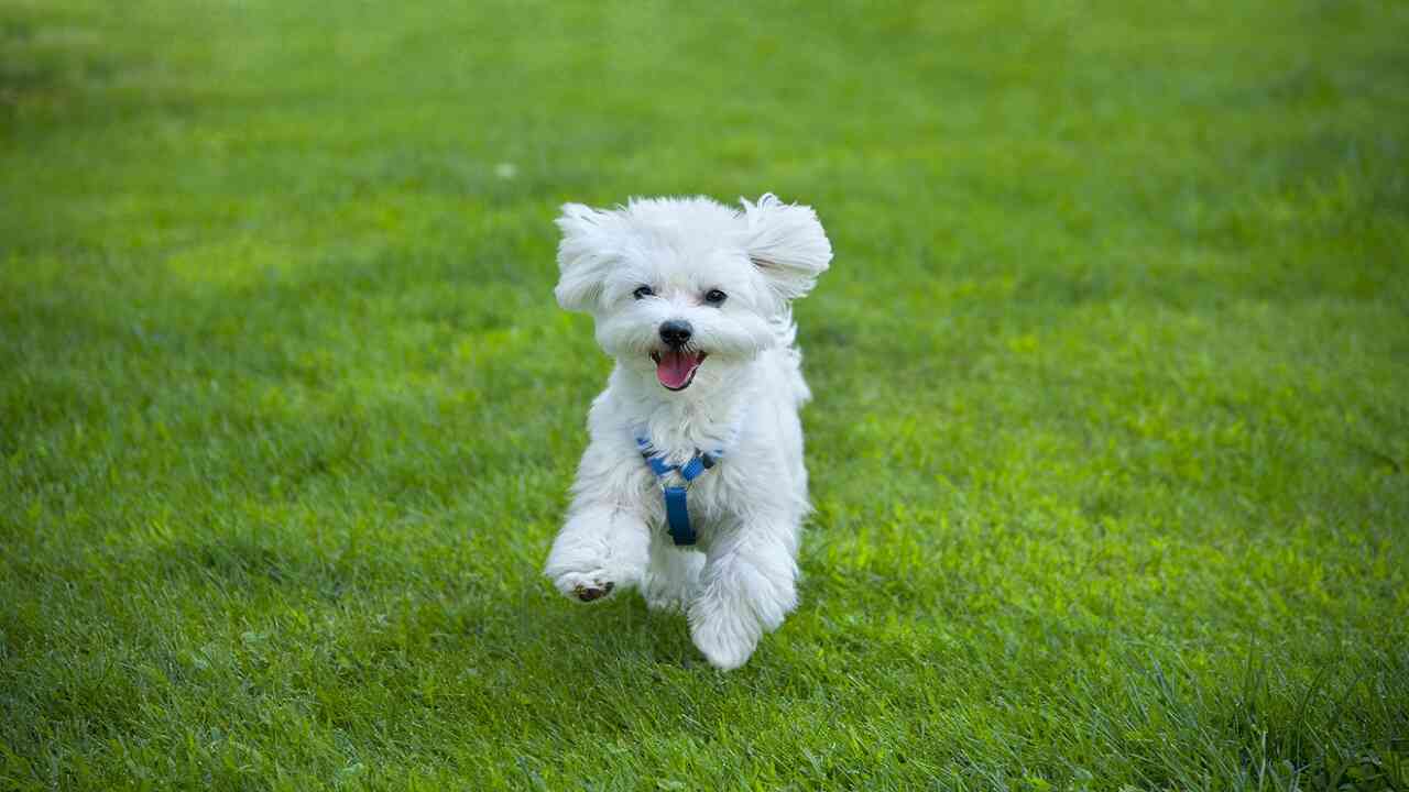 Federa Cuscino Decorativa 45x45 Cm – Cane Maltese – Morbida In Poliestere Per Divano E Auto