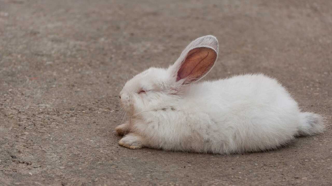 riposo del coniglio
