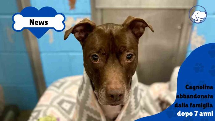 Cagnolina confusa: è stata abbandonata in un rifugio dopo 7 anni - News ...