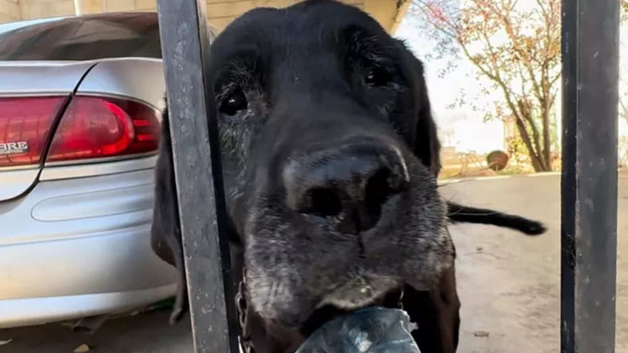 Labrador rinchiuso per 6 anni
