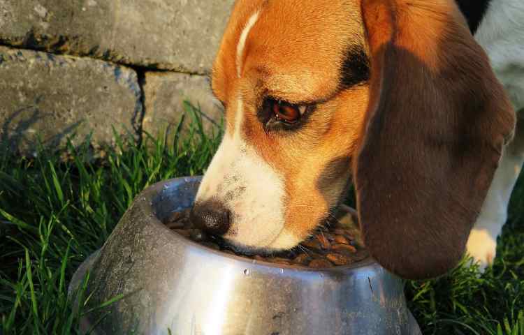 Cane sposta cibo fuori dalla ciotola