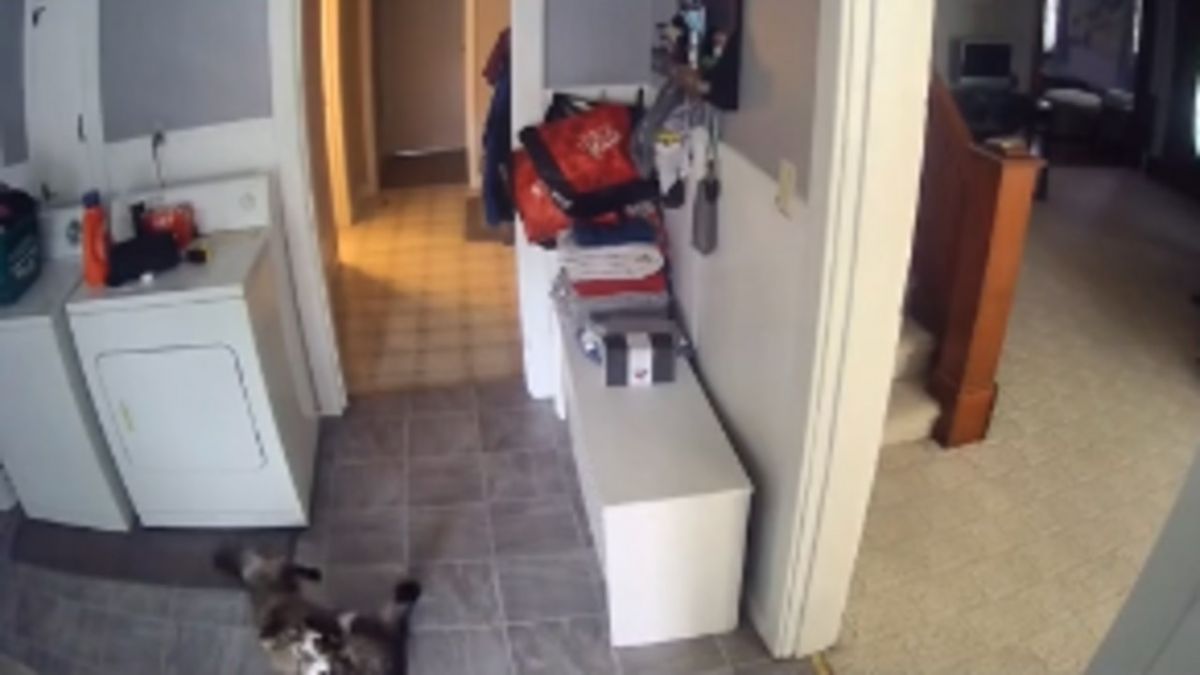 Due gatti litigano e arriva “mamma Labrador” a dividerli!