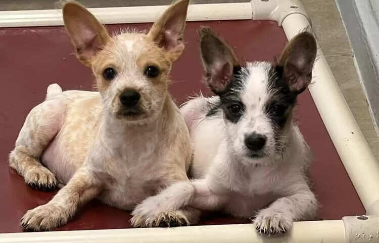 I due cuccioli