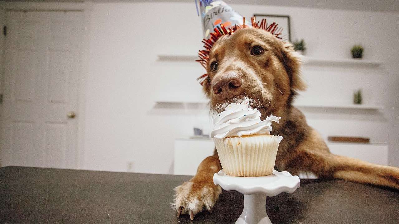 Festa di compleanno per i cani