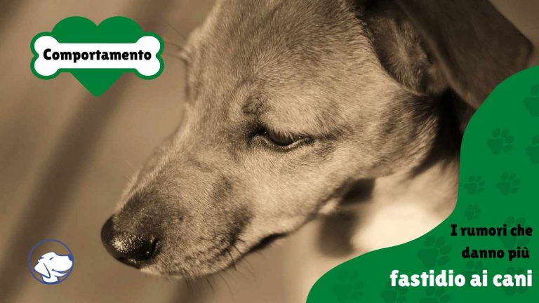 Cose che danno fastidio ai cani, elenco completo