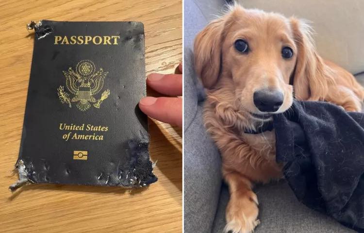 Il loro cane mangia il passaporto prima del viaggio di nozze