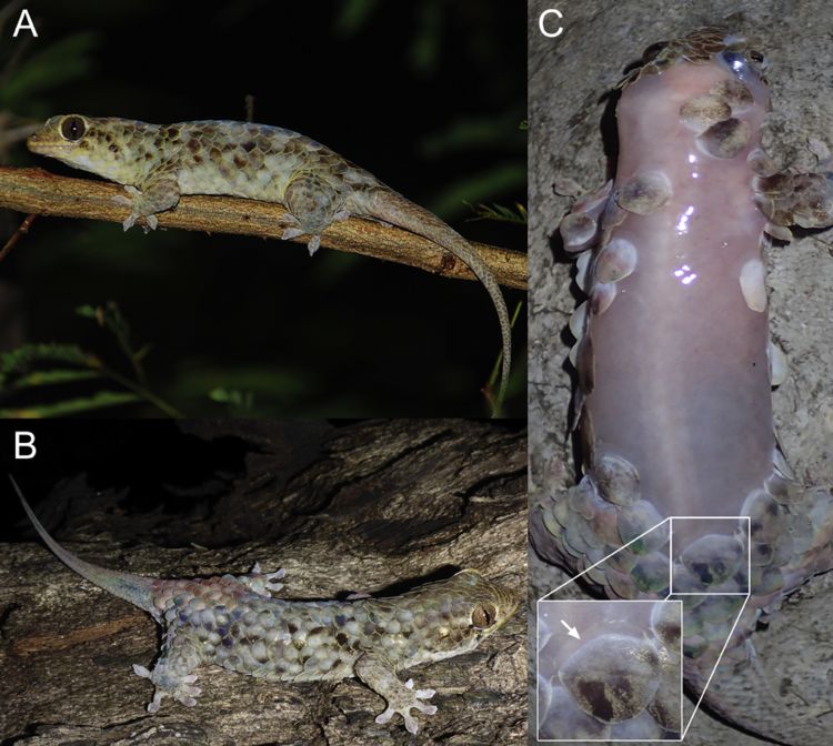 Caratteristiche del Geckolepis megalepis